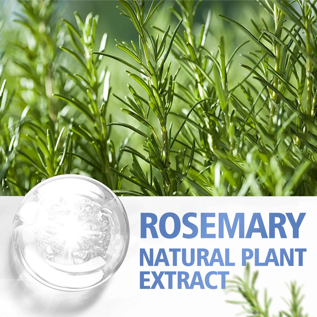 Rosemary Essential Oil - Hair Care & Scalp Massage Treatment