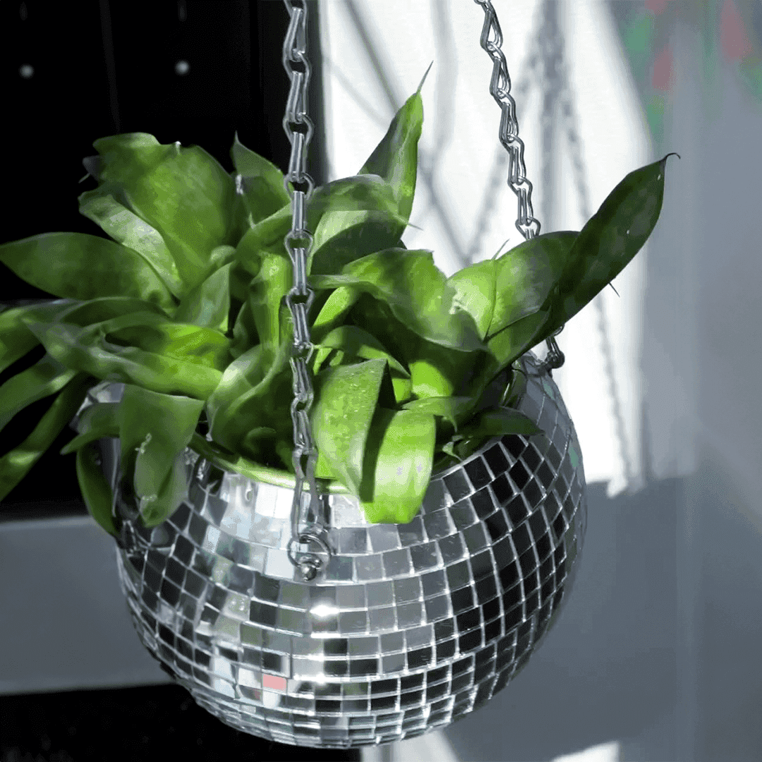 The Disco Planter - Bascora