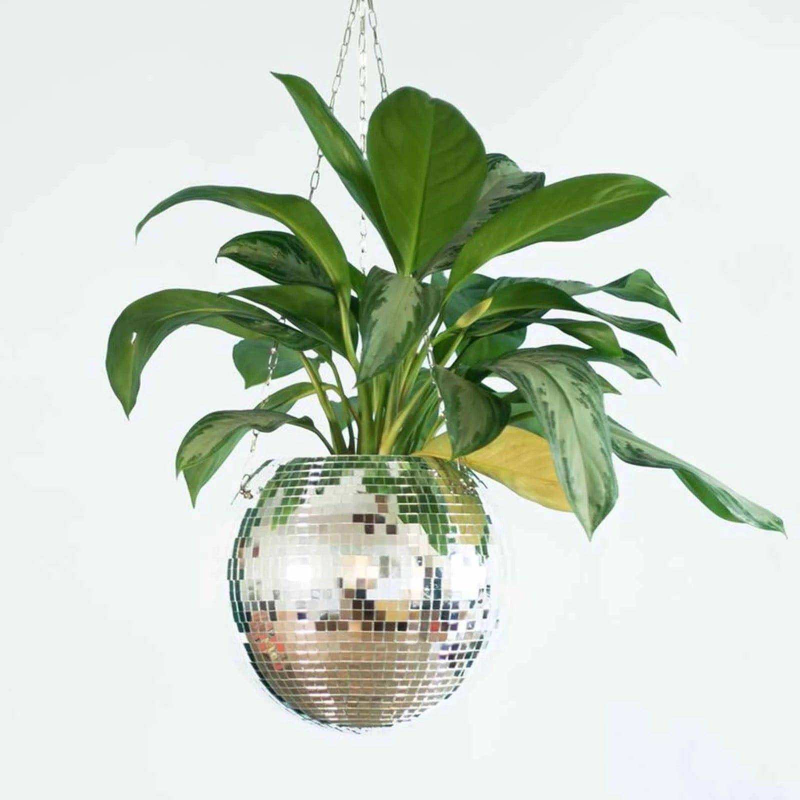 The Disco Planter - Bascora