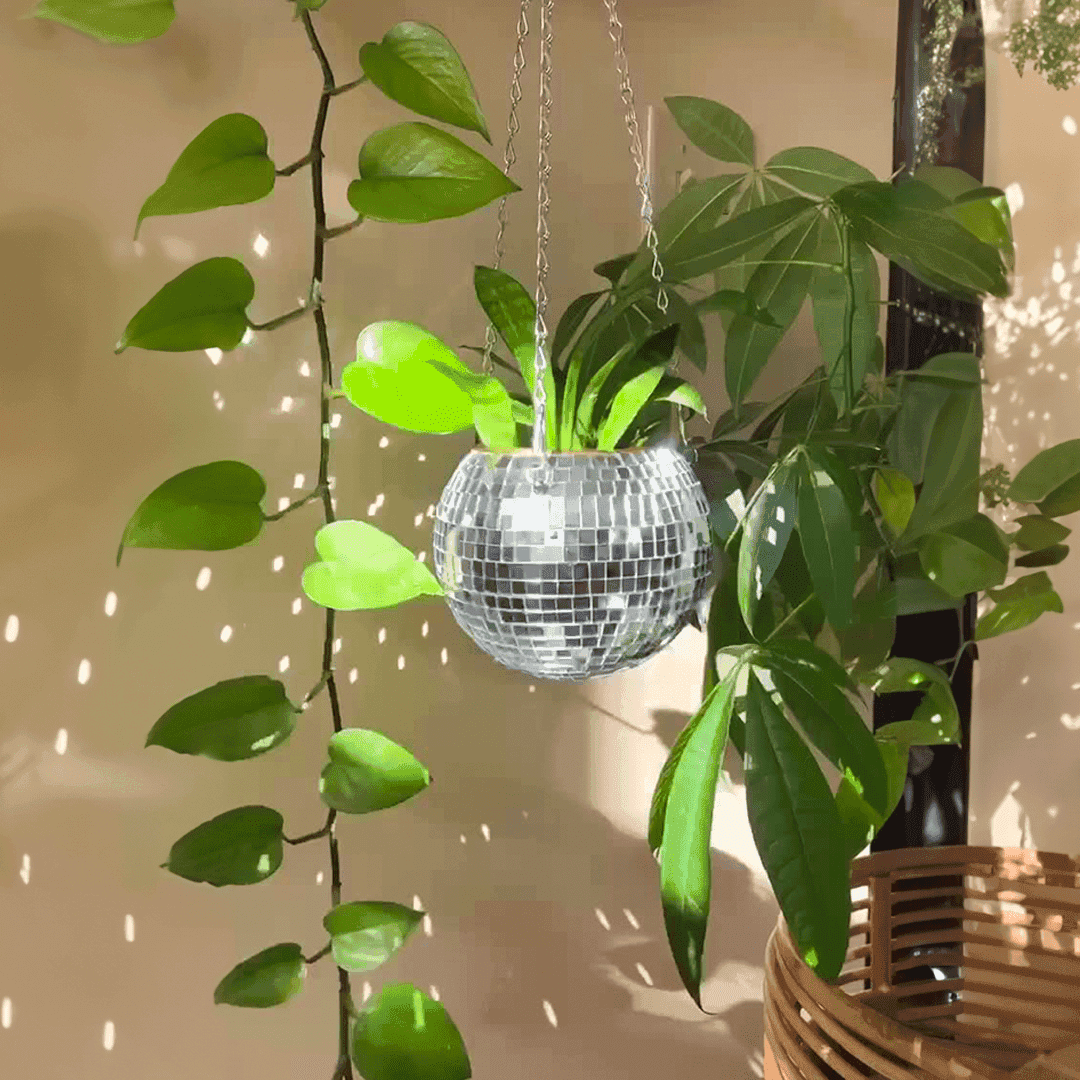 The Disco Planter - Bascora