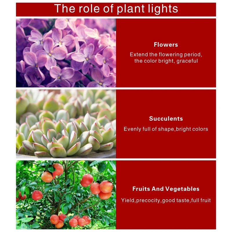 Chart showing the role of plant lights with images of flowers, succulents, and fruits/vegetables.