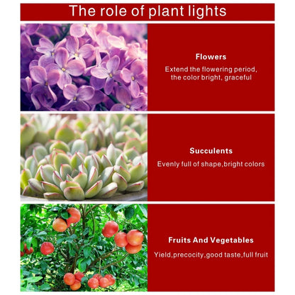 Chart showing the role of plant lights with images of flowers, succulents, and fruits/vegetables.