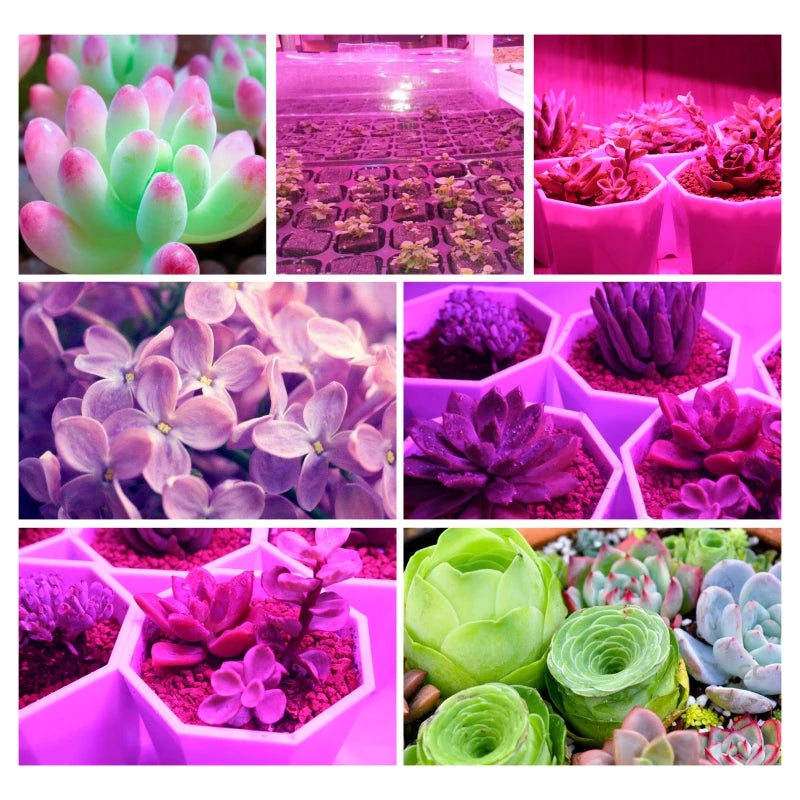 Collage of various succulents under different lighting conditions.