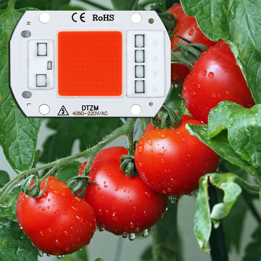 Puce d'éclairage de croissance LED COB - AC220V Spectre complet Aucun pilote requis