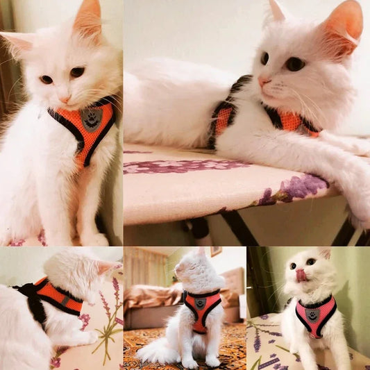 Reflective Mesh Harness & Leash - Cat & Small Dog Vest